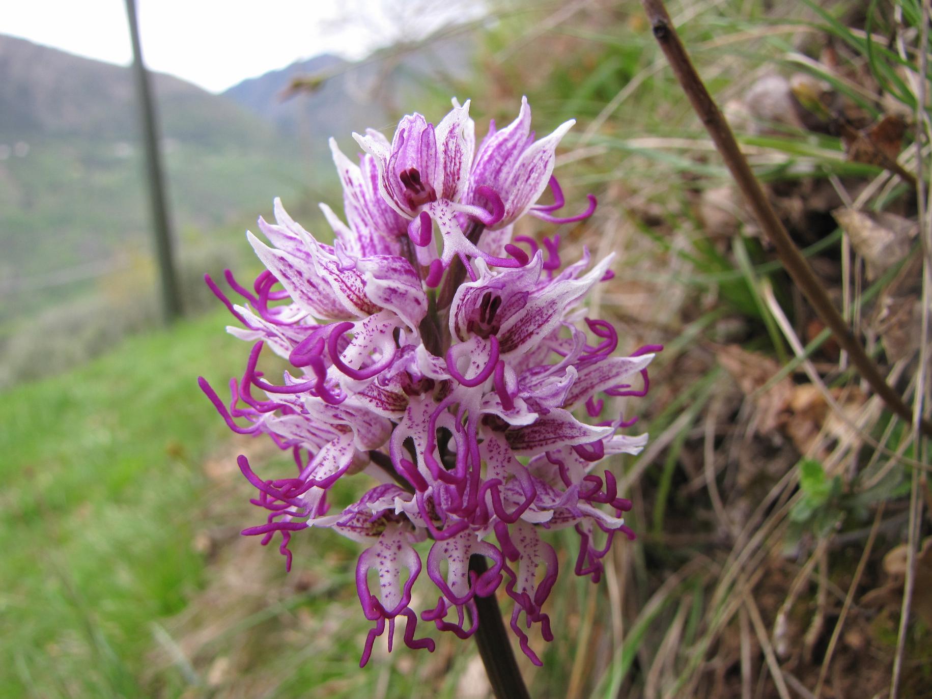 Le nostre prime orchis & ophrys